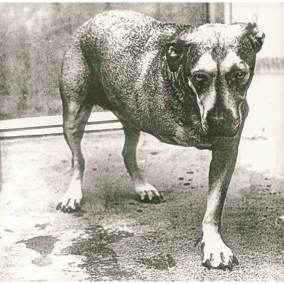 Alice In Chains (30th anniversary) 2LP - Image 2