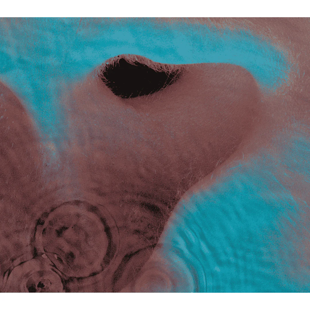 Meddle Pink Floyd LP Negro - Image 2